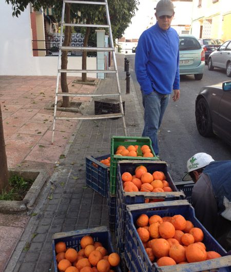 Recogida de naranjas en las calles de Mairena.  Alrededor de 30.000 kilos de naranja amarga para mermelada.