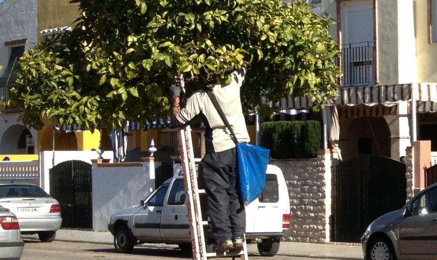 Recogida de naranjas en las calles de Mairena